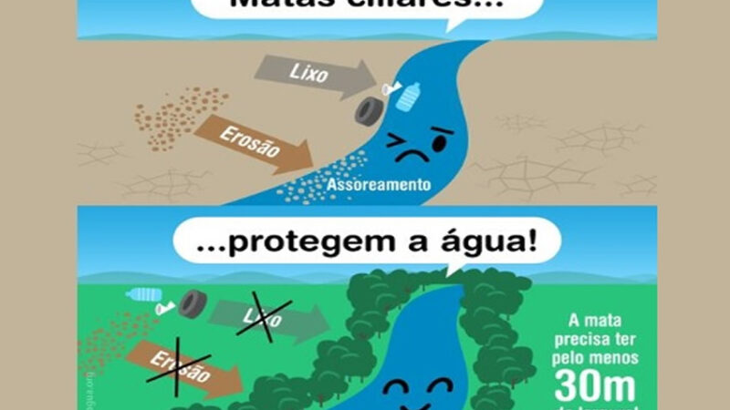 AS MATAS CILIARES: São Áreas de Preservação Permanente (APP) porque protegem as águas dos rios e riachos, lagoas e lagos, olhos d’água e nascentes.