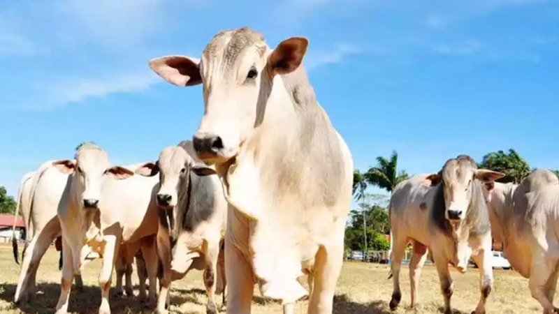 Bra$il em foco: Economia no embalo da produção agropecuária no primeiro trimestre.