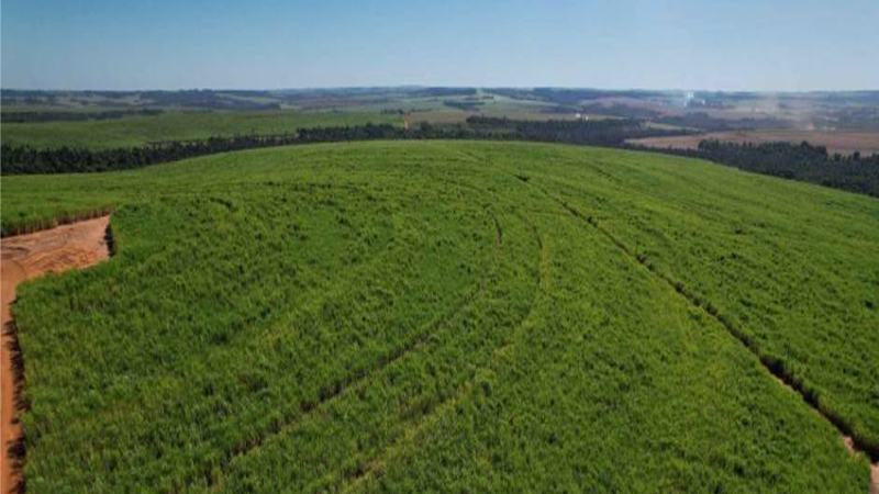 AGROPECUÁRIA: Valor Bruto da Produção do agro mineiro deve fechar o ano em R$ 124 bilhões