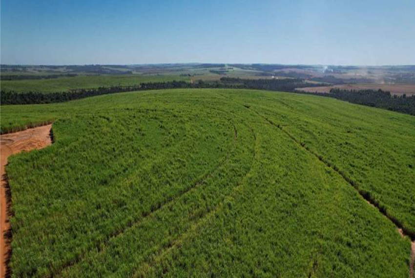 AGROPECUÁRIA: Valor Bruto da Produção do agro mineiro deve fechar o ano em R$ 124 bilhões