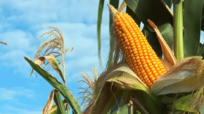 CENÁRIO: Milho: confira a cotação da saca no Brasil hoje