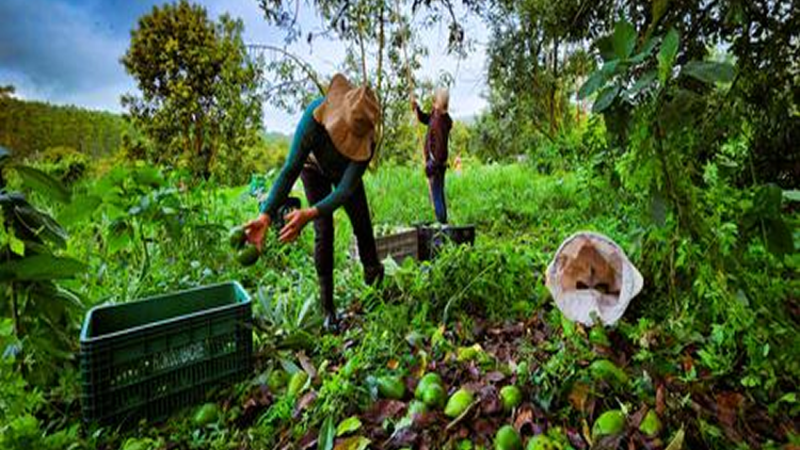 AGROINDÚSTRIA: Agroindústria familiar de São Sebastião do Paraíso investe em linha de produtos derivados do abacate.