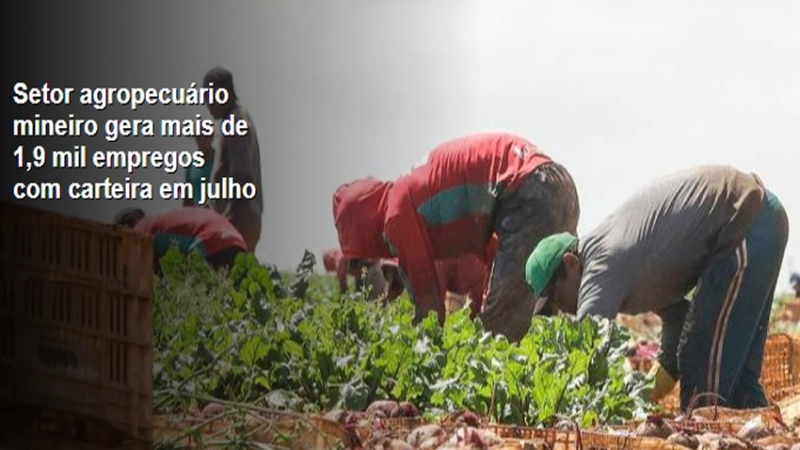 AGROPECUÁRIA: Setor agropecuário mineiro gera mais de 1,9 mil empregos com carteira em Julho