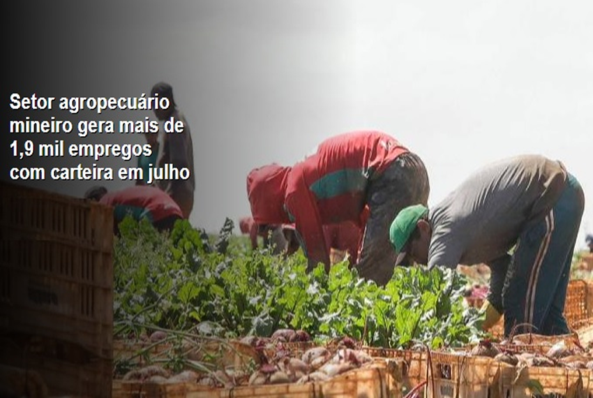 AGROPECUÁRIA: Setor agropecuário mineiro gera mais de 1,9 mil empregos com carteira em Julho