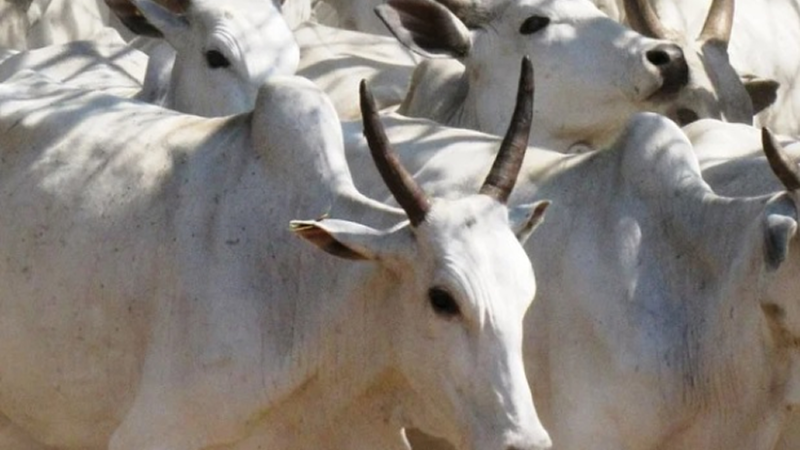 MERCADO: Boi gordo: semana termina com bom volume de negócios na região Norte