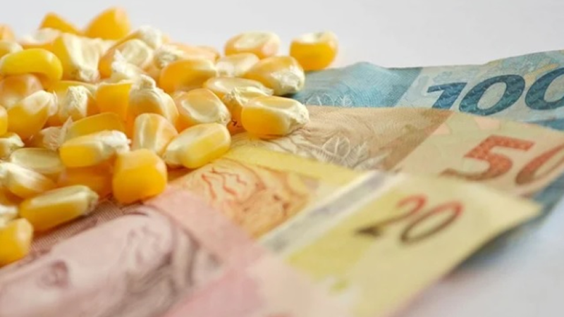 DESEMPENHO INTERNACIONAL: Milho: semana pode encerrar com boa movimentação nas exportações.