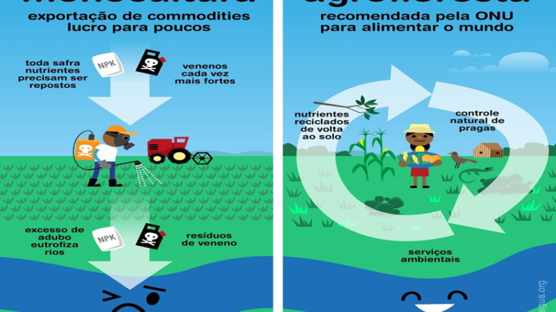 Por que a produção de alimentos por AGROFLORESTA é melhor que a produção por MONOCULTURA? Qual o impacto disso no abastecimento de água das cidades?