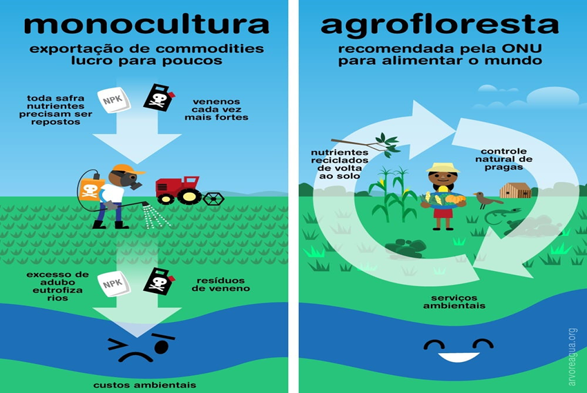Por que a produção de alimentos por AGROFLORESTA é melhor que a produção por MONOCULTURA? Qual o impacto disso no abastecimento de água das cidades?