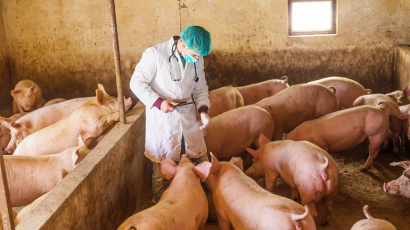 PRODUÇÃO DE SUÍNOS: Suínos/Cepea – Liquidez diminui, mas carne ganha competitividade frente às principais substitutas.