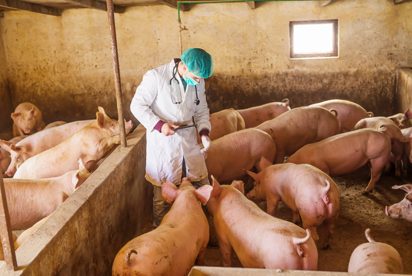 PRODUÇÃO DE SUÍNOS: Suínos/Cepea – Liquidez diminui, mas carne ganha competitividade frente às principais substitutas.