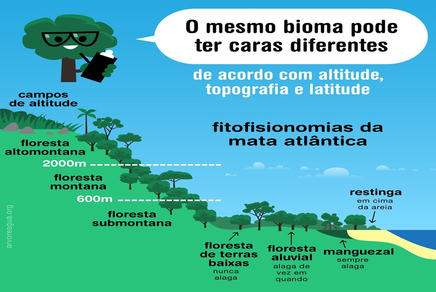 BIOMA: Mata Atlântica