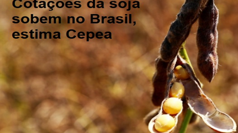VALORIZAÇÃO: Cotações da soja sobem no Brasil, estima Cepea