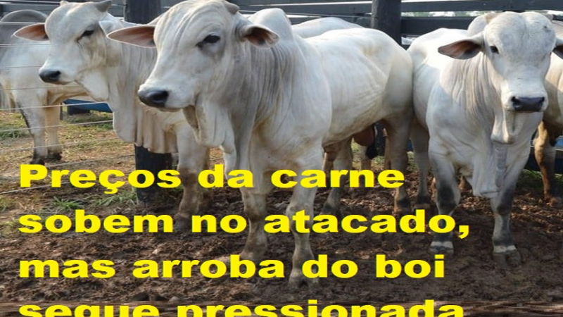 MERCADO: Preços da carne sobem no atacado, mas arroba do boi segue pressionada
