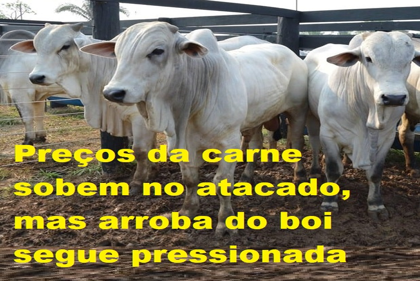 MERCADO: Preços da carne sobem no atacado, mas arroba do boi segue pressionada