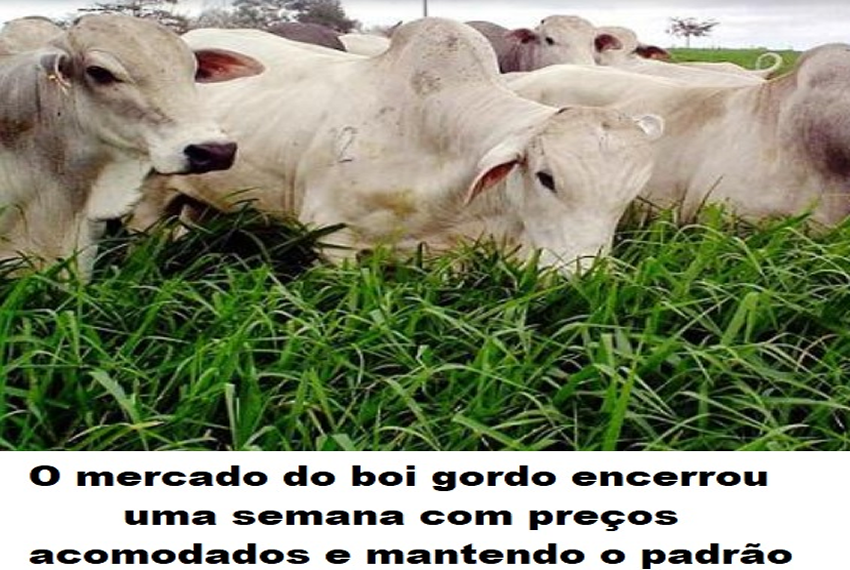 MERCADO DO BOI: Pecuaristas devem acelerar as vendas com possível desgaste das pastagens, diz analista.
