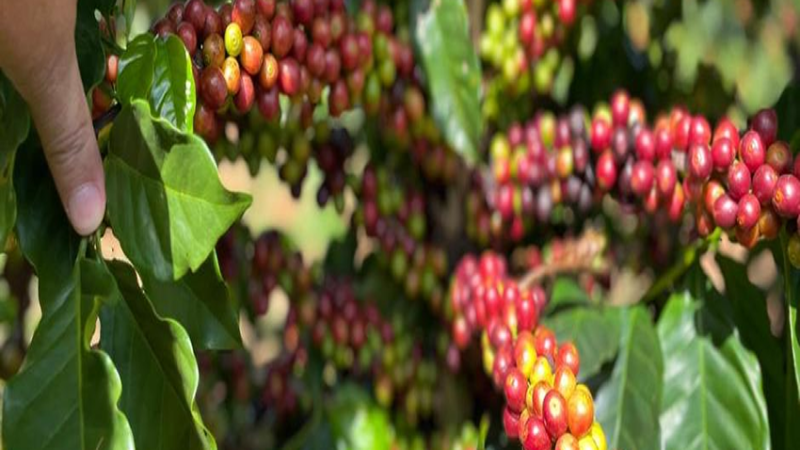 CAPACITAÇÃO: BDMG abre inscrições para capacitação gratuita em agricultura regenerativa para cafeicultura
