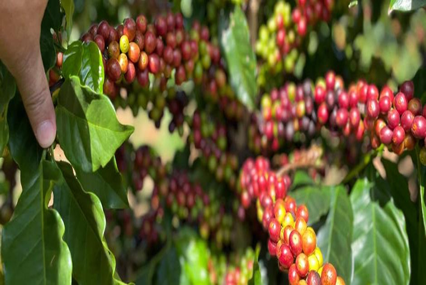 CAPACITAÇÃO: BDMG abre inscrições para capacitação gratuita em agricultura regenerativa para cafeicultura