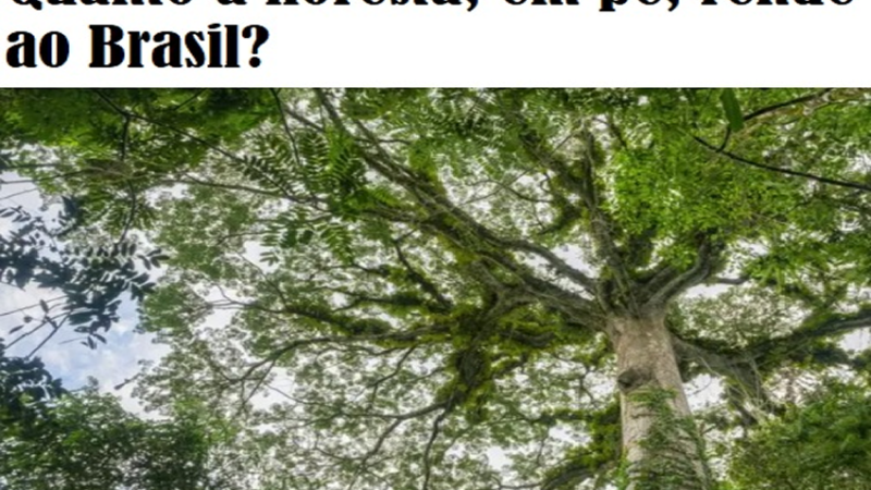 FLORESTA: R$ 7 trilhões por ano – os estudos que tentam calcular quanto a Amazônia, em pé, rende ao Brasil.