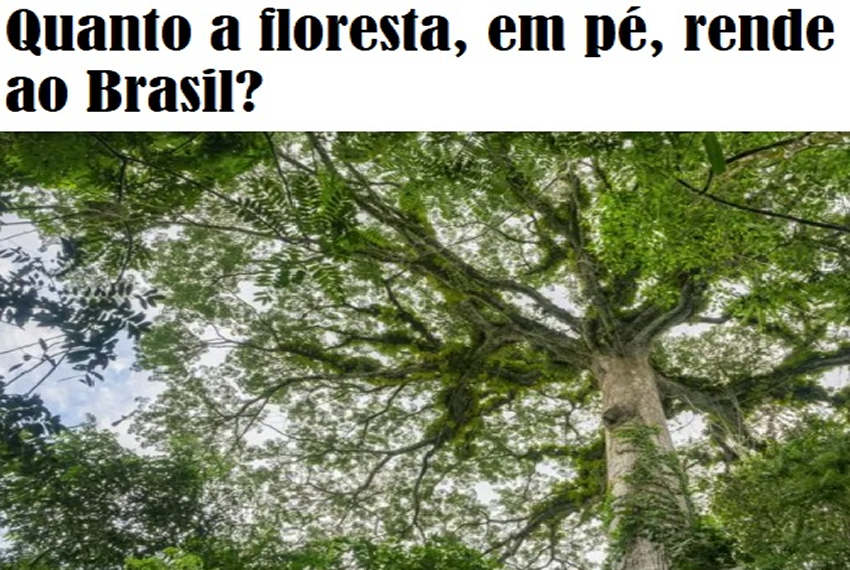 FLORESTA: R$ 7 trilhões por ano – os estudos que tentam calcular quanto a Amazônia, em pé, rende ao Brasil.