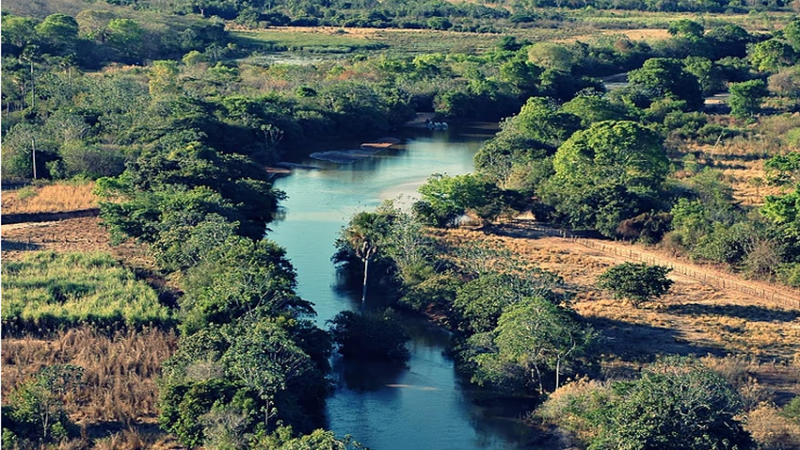 IMPORTÂNCIA da Mata Ciliar: Gritador-do-nordeste