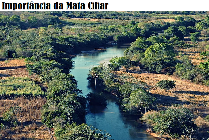 IMPORTÂNCIA da Mata Ciliar: Gritador-do-nordeste