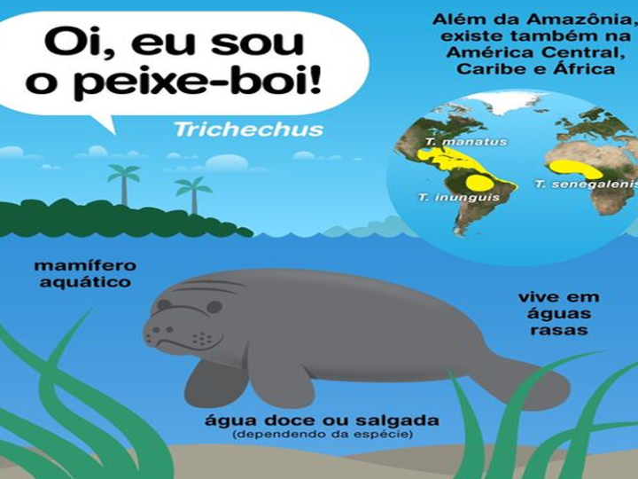 PEIXE-BOI: Parece peixe, mas não é!