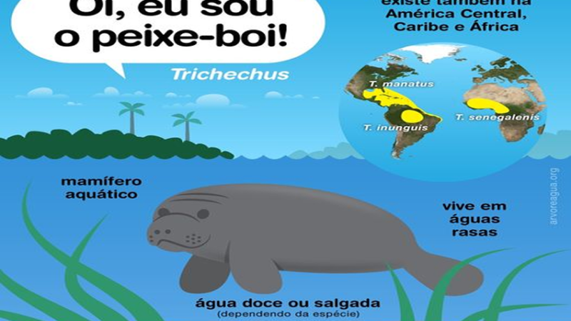 PEIXE-BOI: Parece peixe, mas não é!