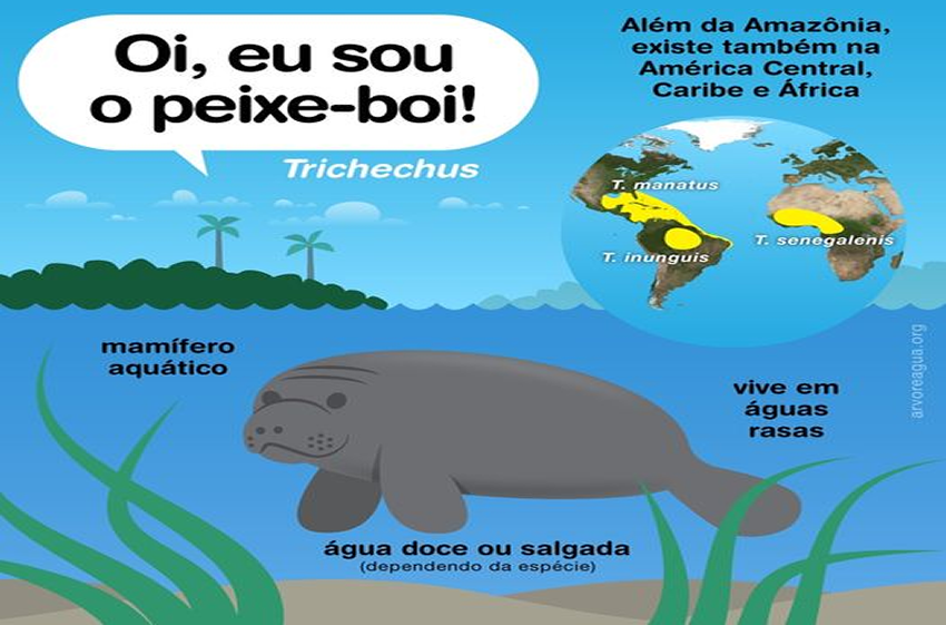 PEIXE-BOI: Parece peixe, mas não é!