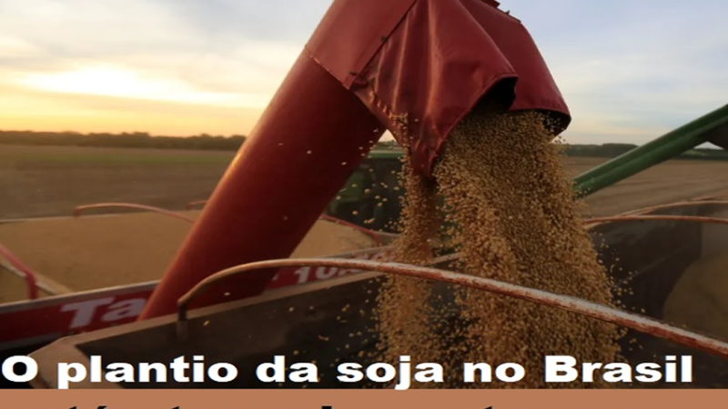 SUPER SAFRA: Safra de soja 24/25 do Brasil deve crescer 12,7%, estima Conab.