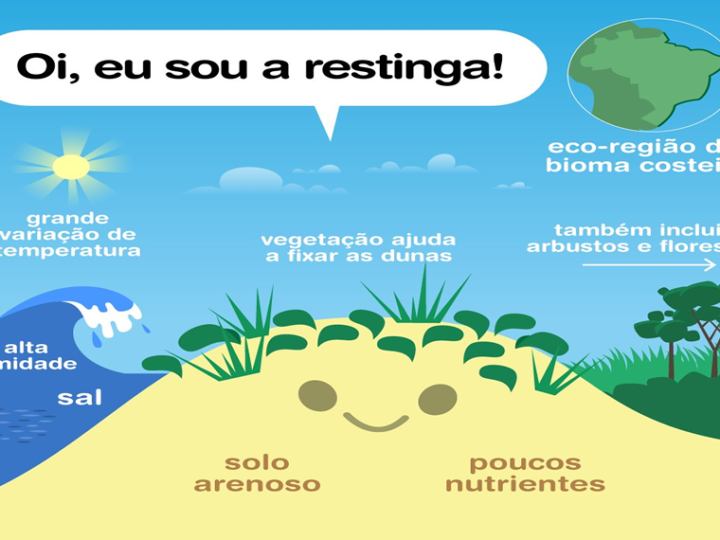 ÁGUA, SER TECNOLÓGICO: Ao longo do litoral brasileiro, as restingas formam um ecossistema que só existe em solos arenosos e salinos.