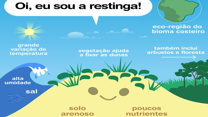 ÁGUA, SER TECNOLÓGICO: Ao longo do litoral brasileiro, as restingas formam um ecossistema que só existe em solos arenosos e salinos.