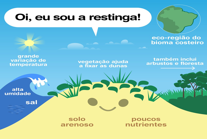 ÁGUA, SER TECNOLÓGICO: Ao longo do litoral brasileiro, as restingas formam um ecossistema que só existe em solos arenosos e salinos.