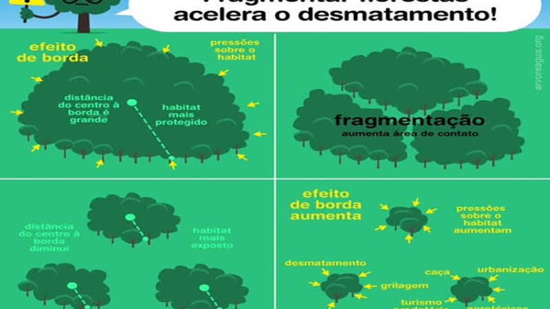 FRAGMENTAR FLORESTAS: Fragmentar florestas acelera o desmatamento e intensifica a degradação florestal.