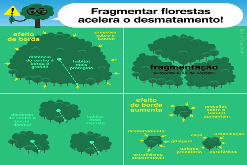 FRAGMENTAR FLORESTAS: Fragmentar florestas acelera o desmatamento e intensifica a degradação florestal.