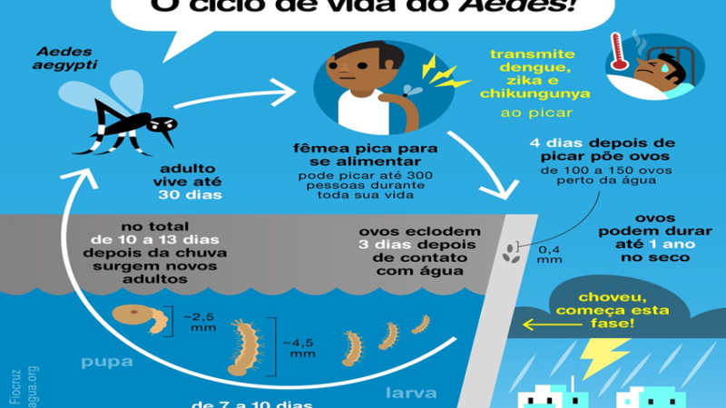 AEDES: Com as chuvas, corremos risco de enfrentar surtos de dengue, zika, chikungunya e febre amarela.