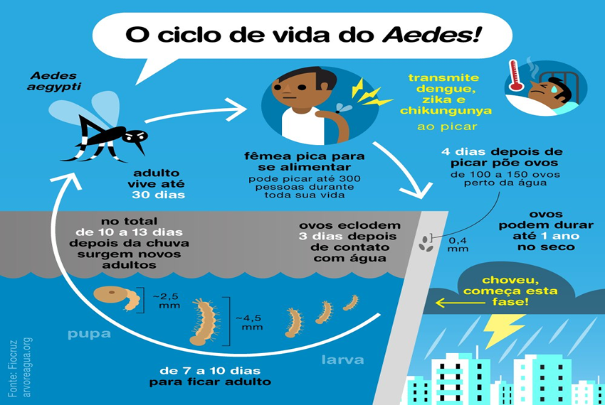 AEDES: Com as chuvas, corremos risco de enfrentar surtos de dengue, zika, chikungunya e febre amarela.
