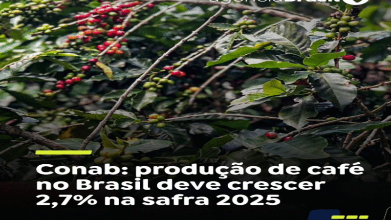 SAFRA DE CAFÉ