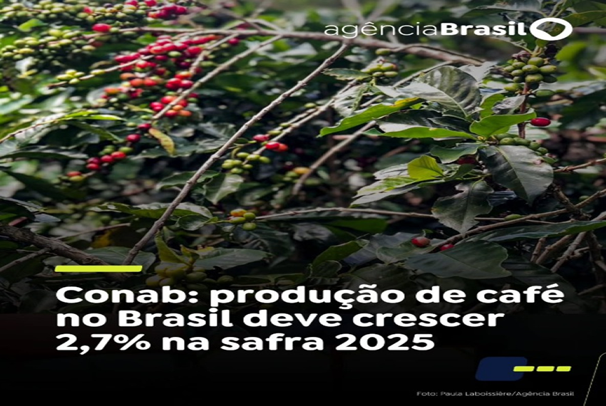 SAFRA DE CAFÉ