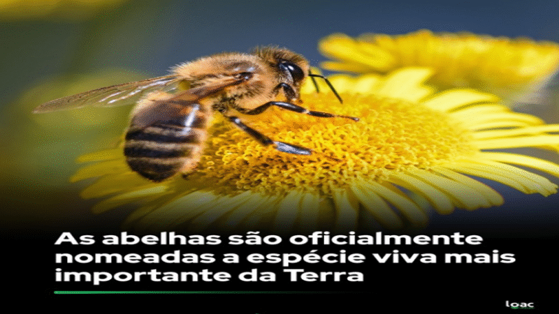 ABELHAS – CRUCIAL PARA NOSSA SOBREVIVÊNCIA ð