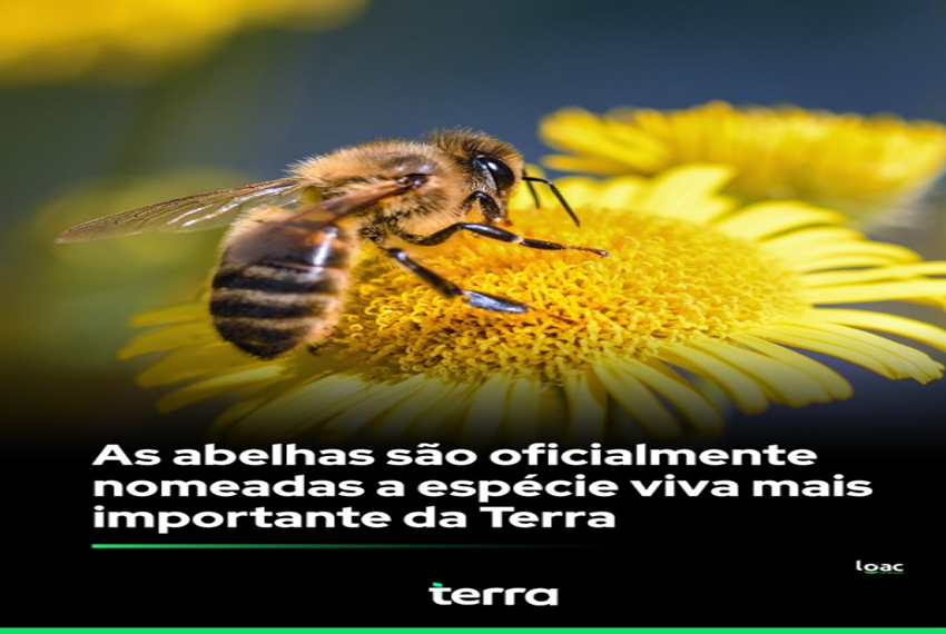 ABELHAS – CRUCIAL PARA NOSSA SOBREVIVÊNCIA ð
