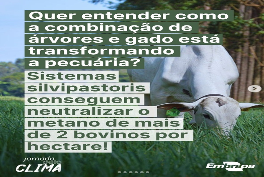 SILVIPASTORIS: Mais animais por hectare, neutralização do metano, sequestro de carbono e bem-estar animal.