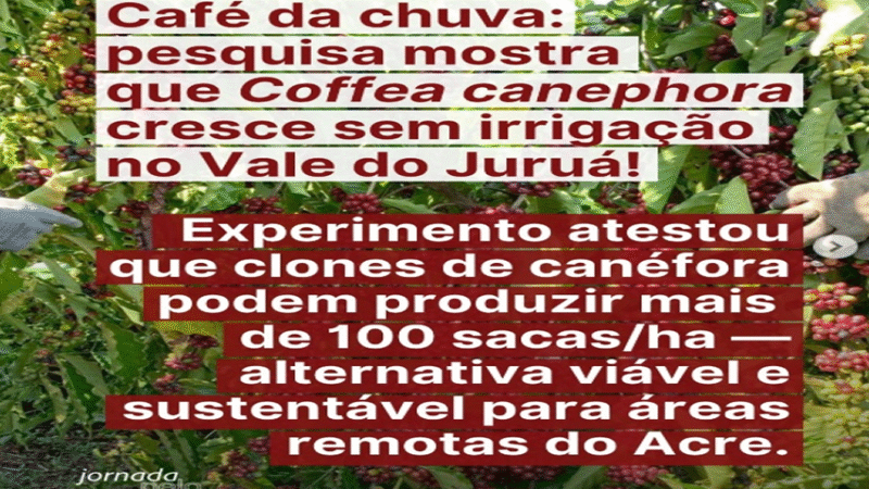 CAFÉ DO JURUÁð±☕