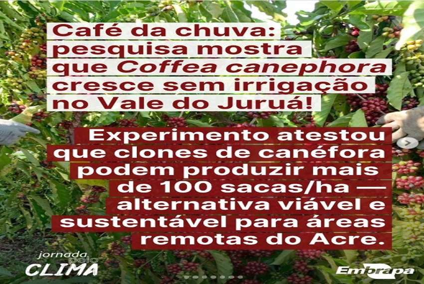 CAFÉ DO JURUÁð±☕