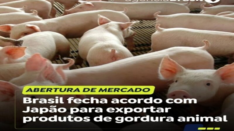 NOVOS MERCADOS