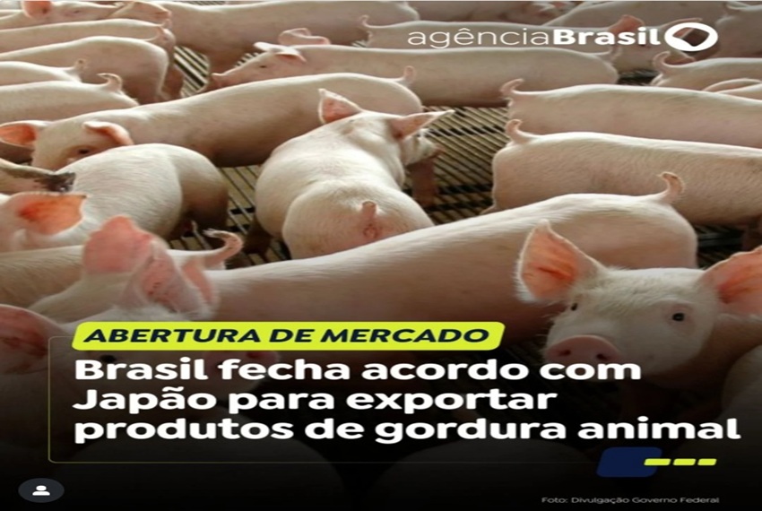 NOVOS MERCADOS
