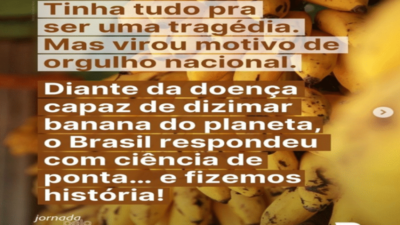 BANANA BRASILEIRA