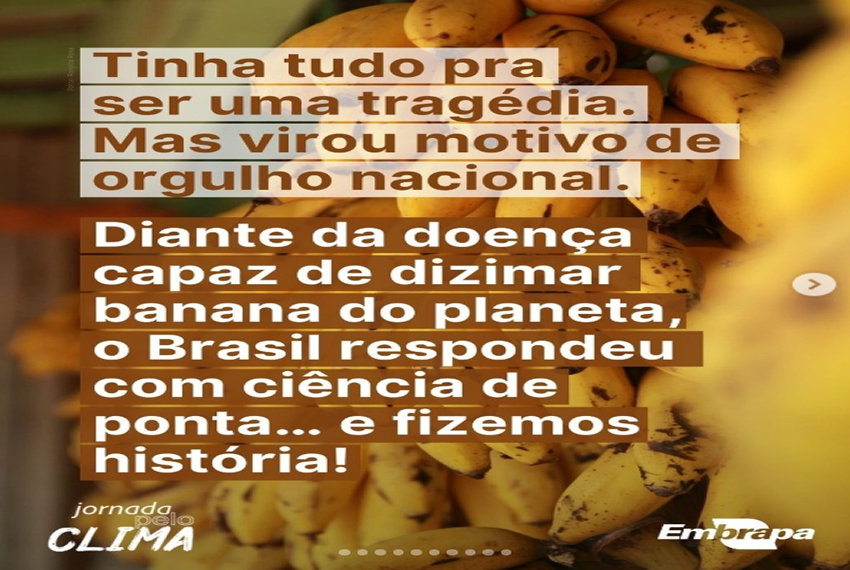 BANANA BRASILEIRA