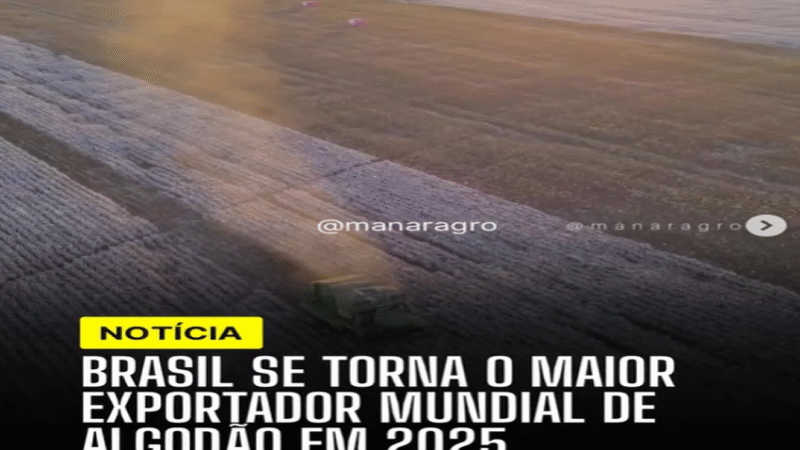EXPORTAÇÃO DE ALGODÃO