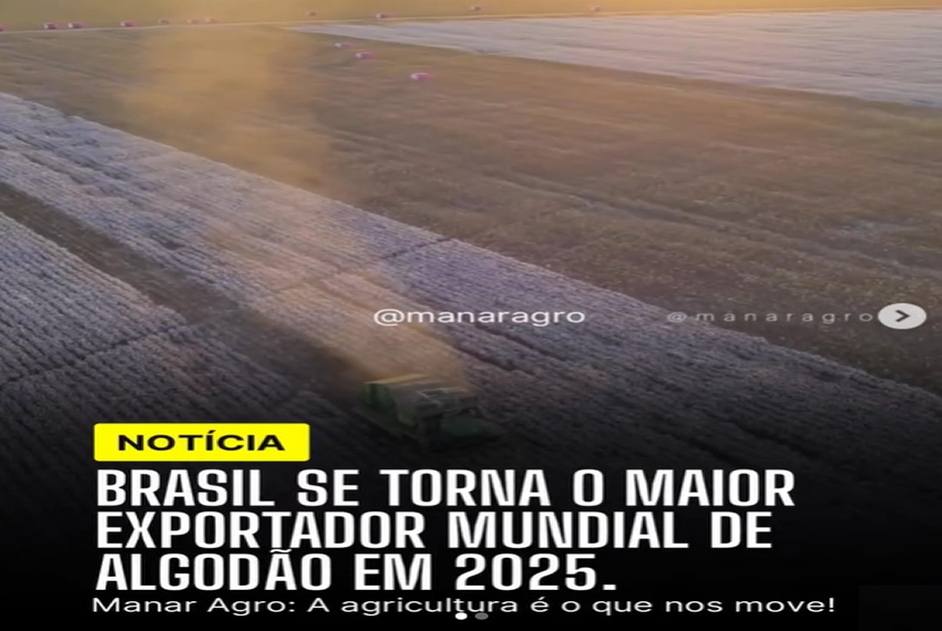 EXPORTAÇÃO DE ALGODÃO