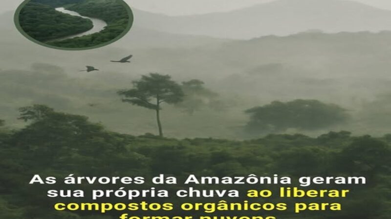 RIOS VOADORES